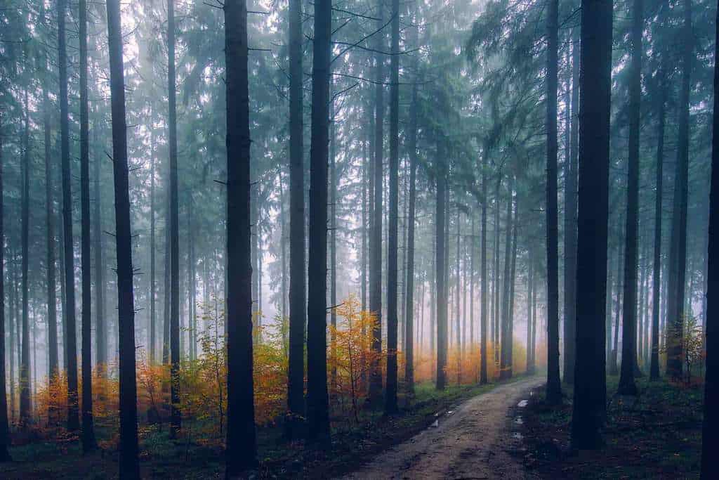 blauer-Wald-Weg-nebelig-mystisch
